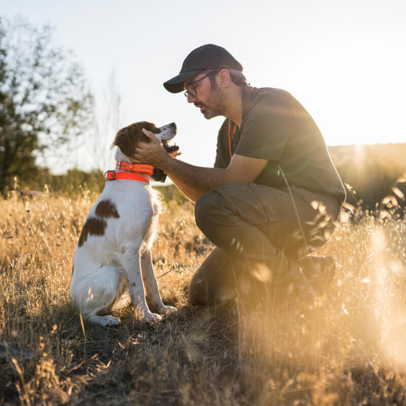 prepare your dog to be ready for the hunting season