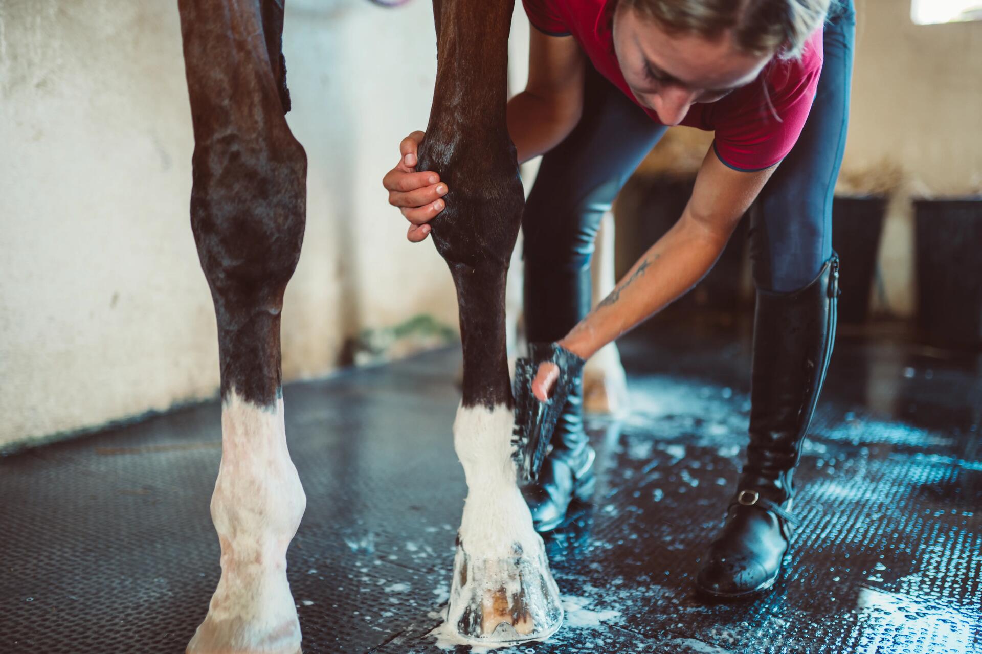 Frau putzt mit einer Bürste ihr Pferd