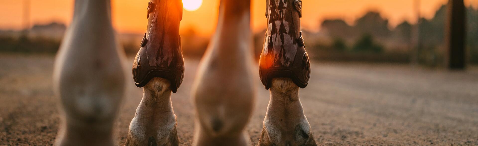 beenbescherming voor je paard