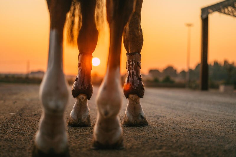 Hoe kies je de juiste beenbescherming voor je paard? 