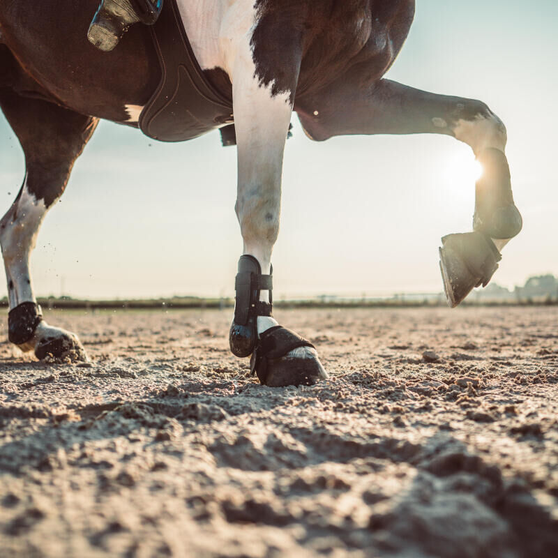 Comment travailler le galop de son cheval ?