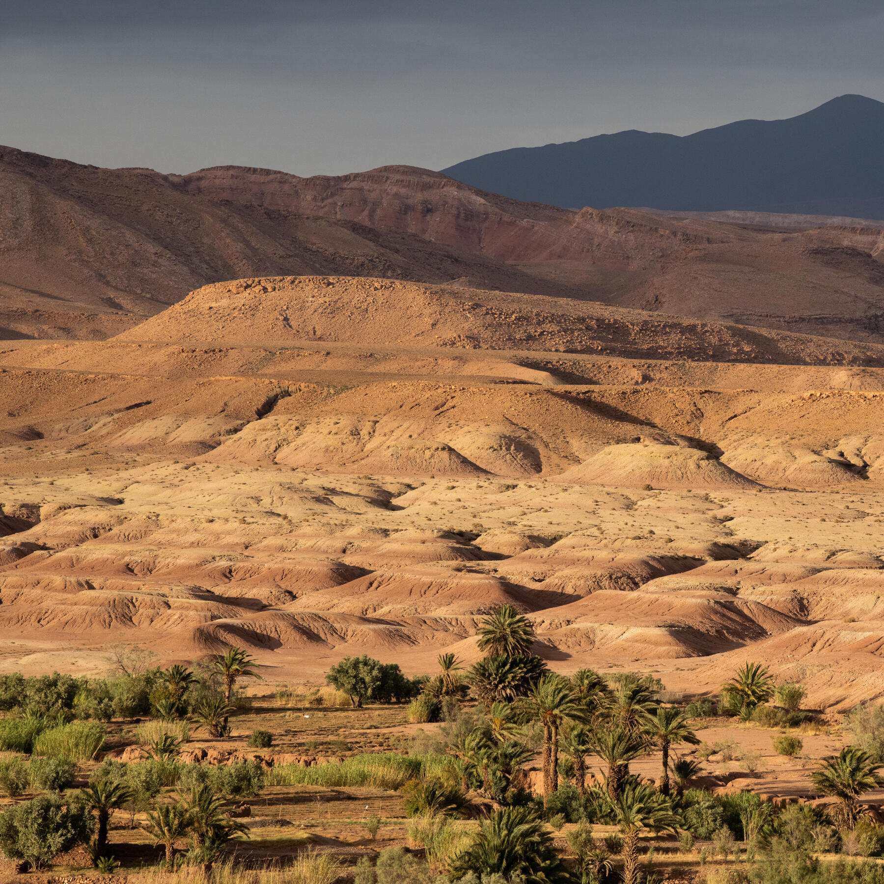 trekking in the desert in Morocco with the Bedouins in an oasis