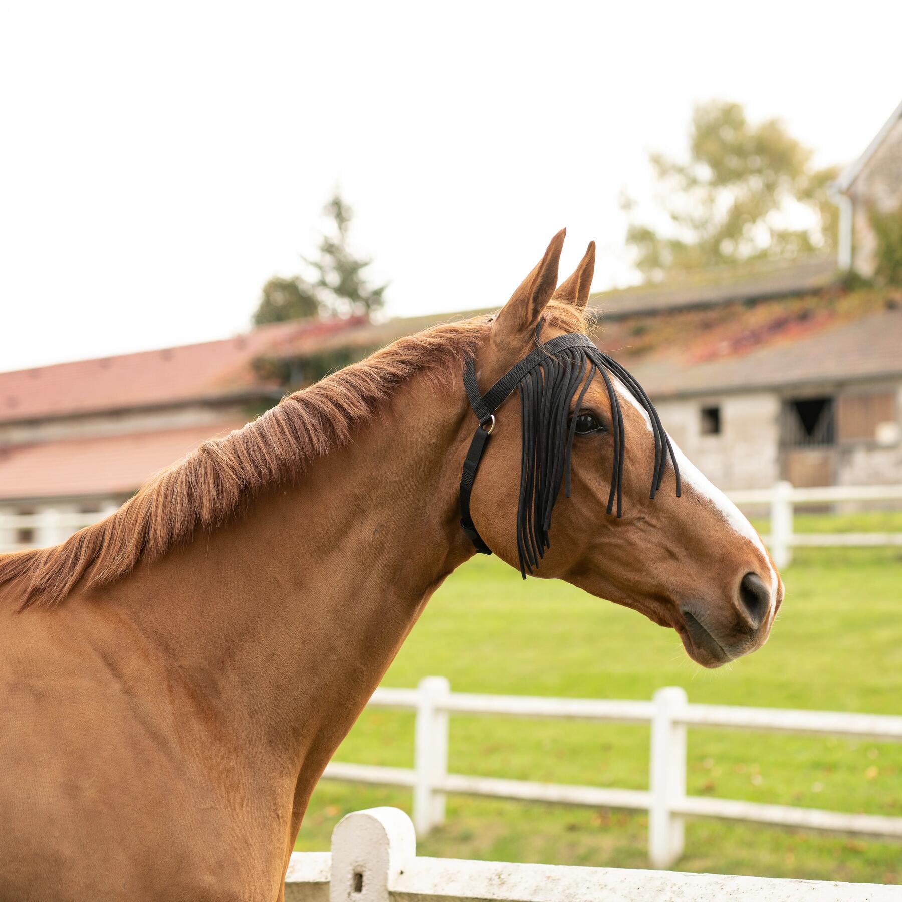 Proteger_mon_cheval_des_insectes