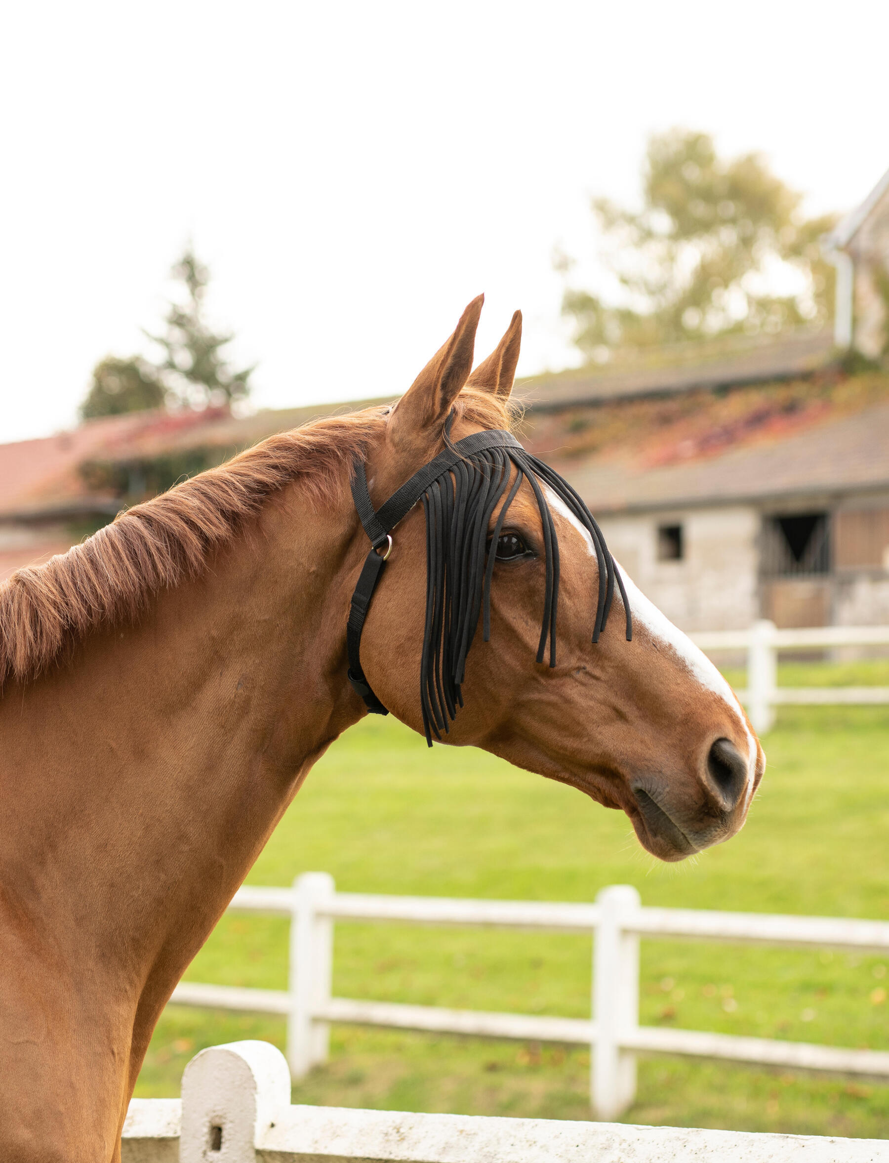 cheval au pré avec un frontal anti-mouche