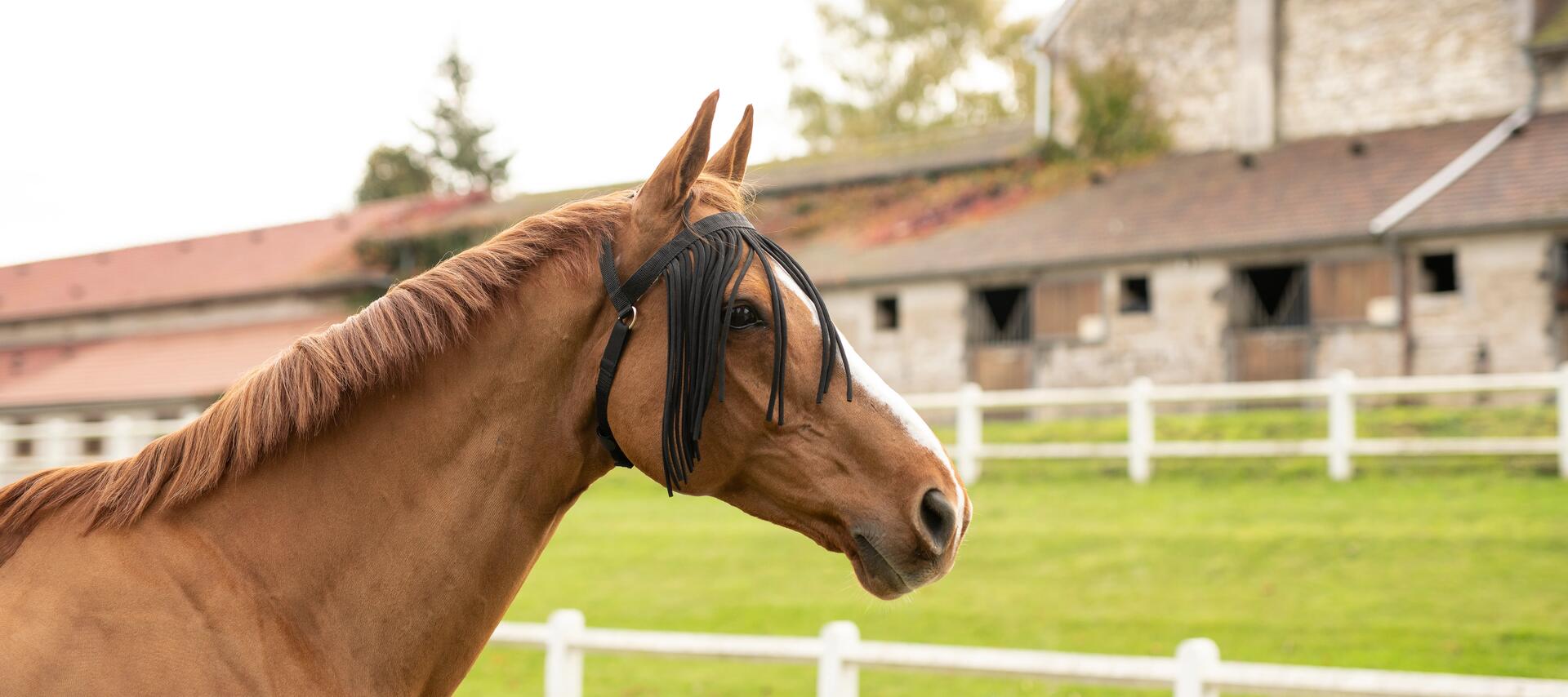 Pferd auf der Weide beim Ausritt