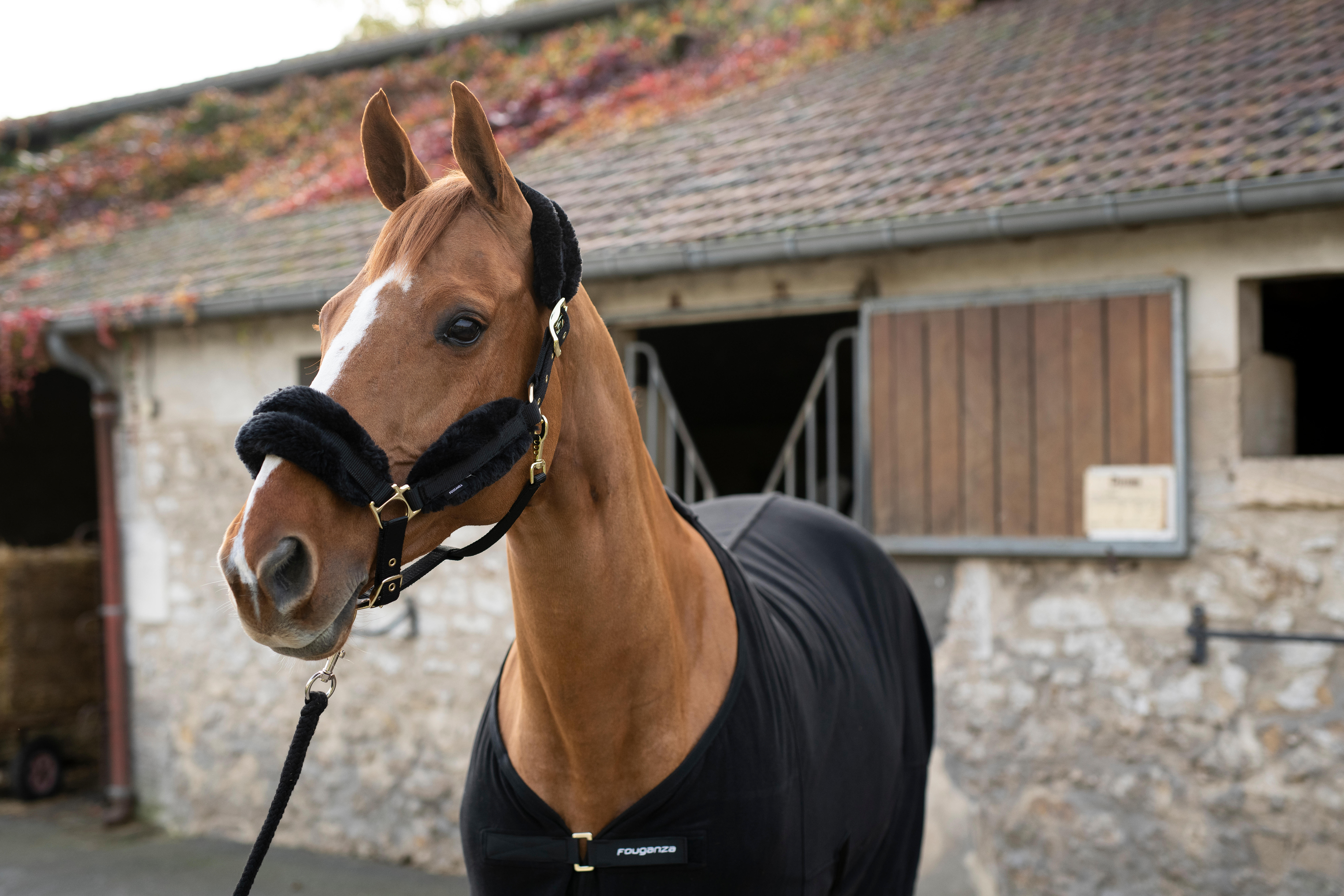 Licou d'équitation en mouton synthétique pour cheval - noir - FOUGANZA