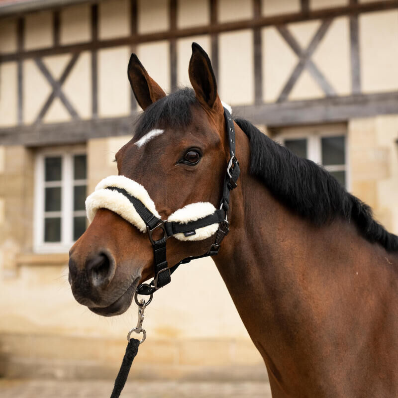Come scegliere la capezza per il cavallo