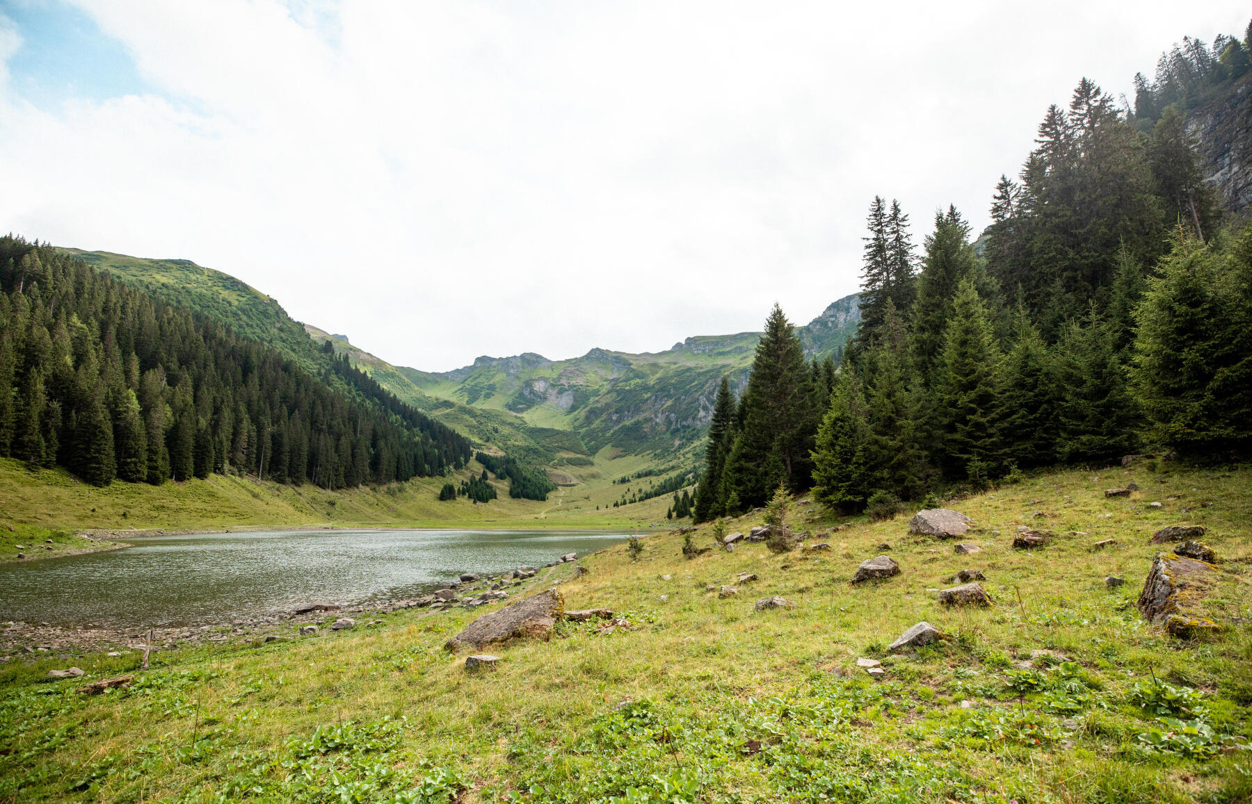 Picture of forest and lake