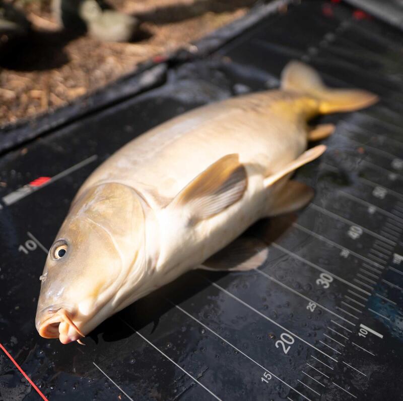 Winter: simplicity for carp