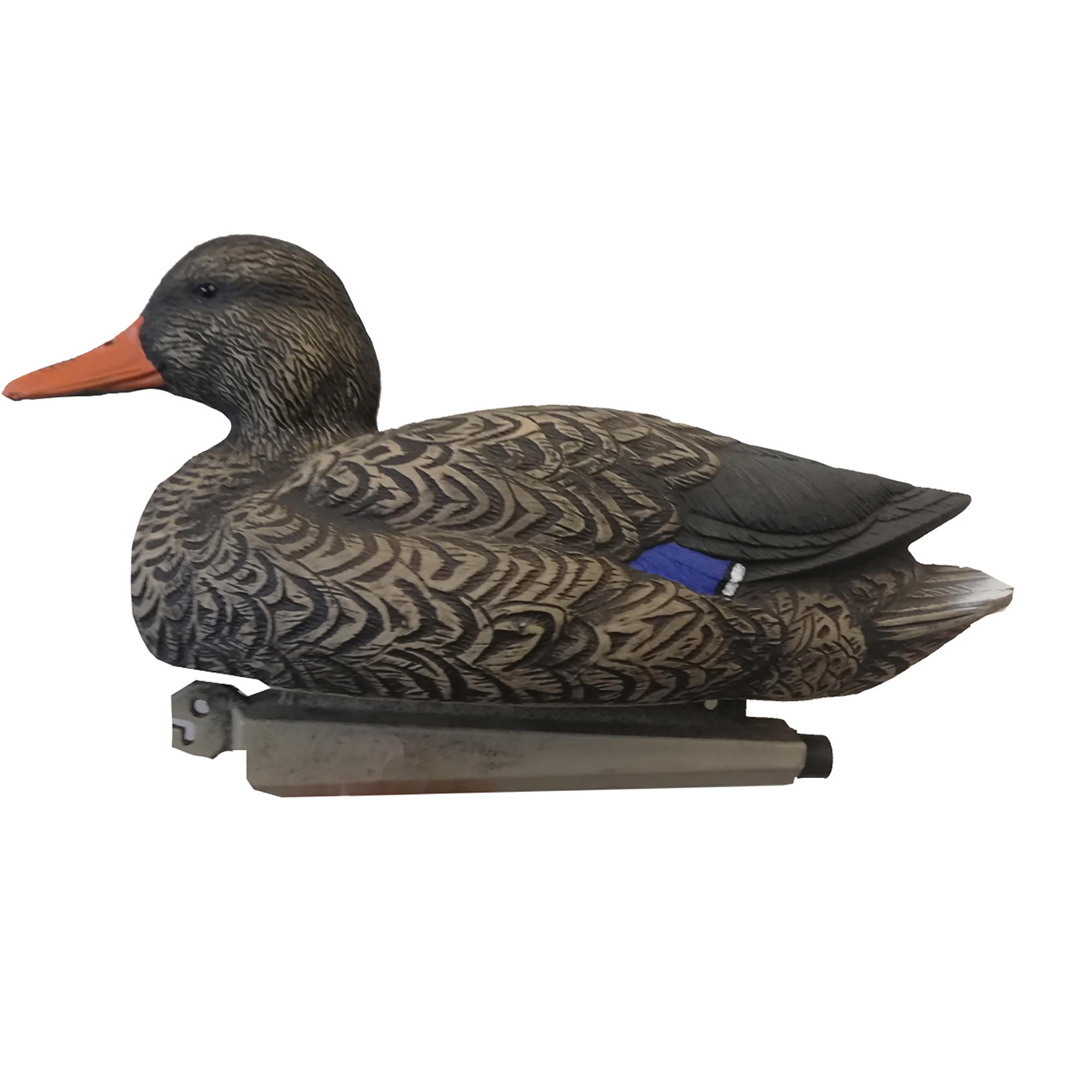 APPELANT COLVERT FEMELLE 100 7/7