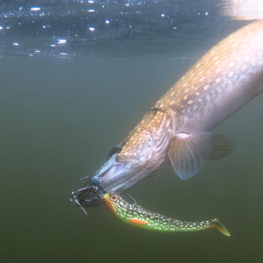 Choisir la bonne vibration pour pêcher le brochet au leurre souple