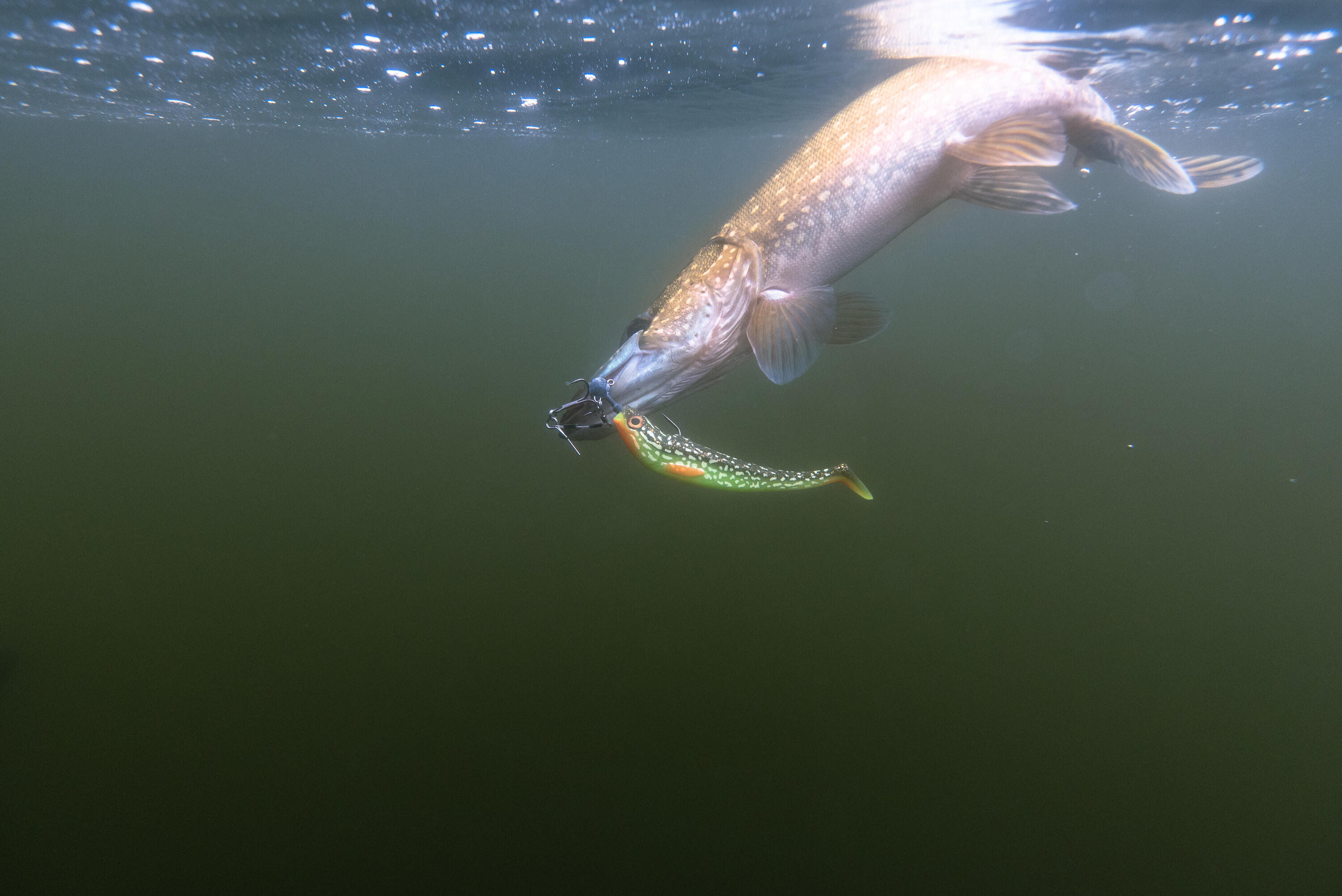 Esca artificiale morbida luccio shad ROGEN 200 firepike x1 7/7
