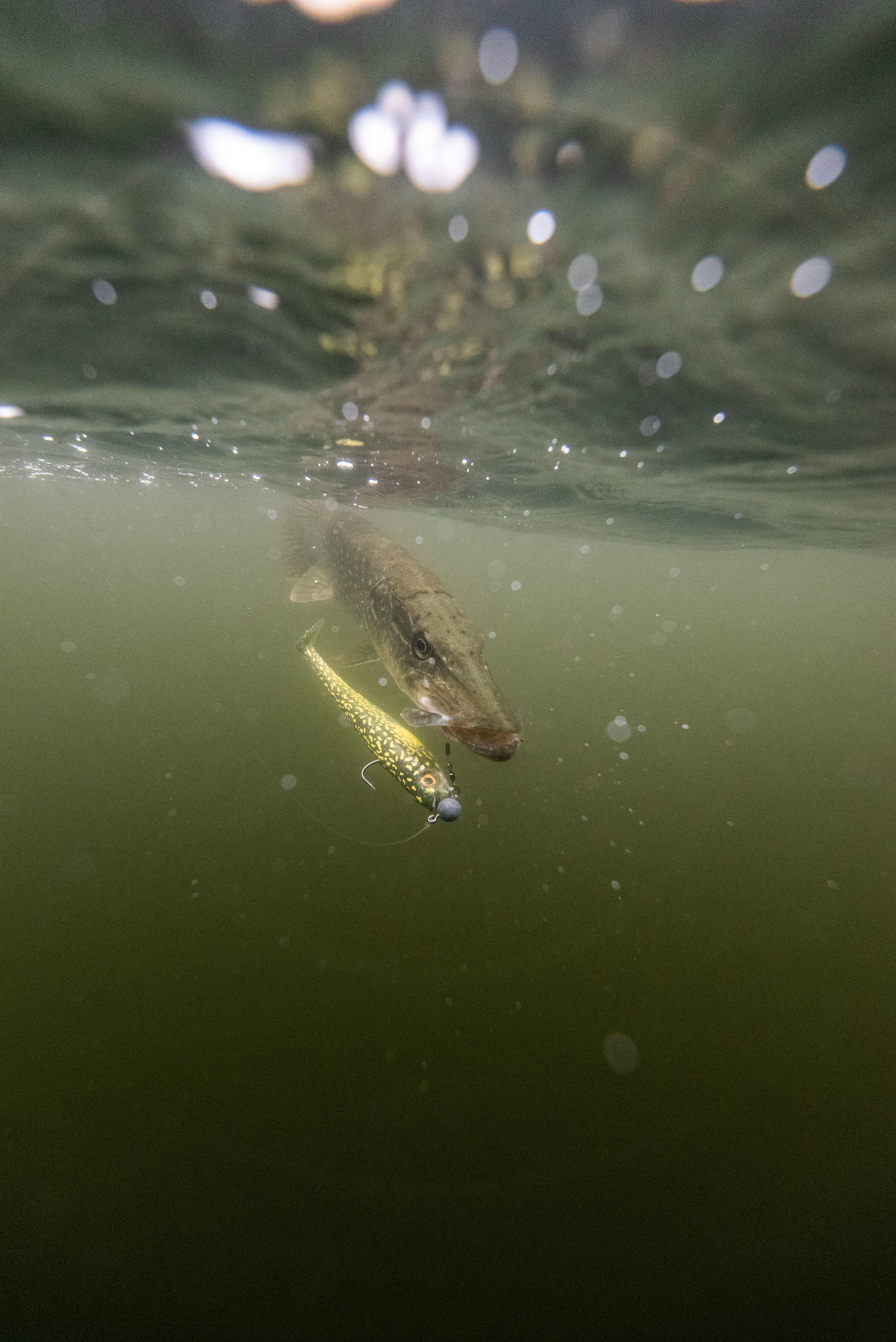 Rogen soft shad pike lure 200 pike x1 10/10