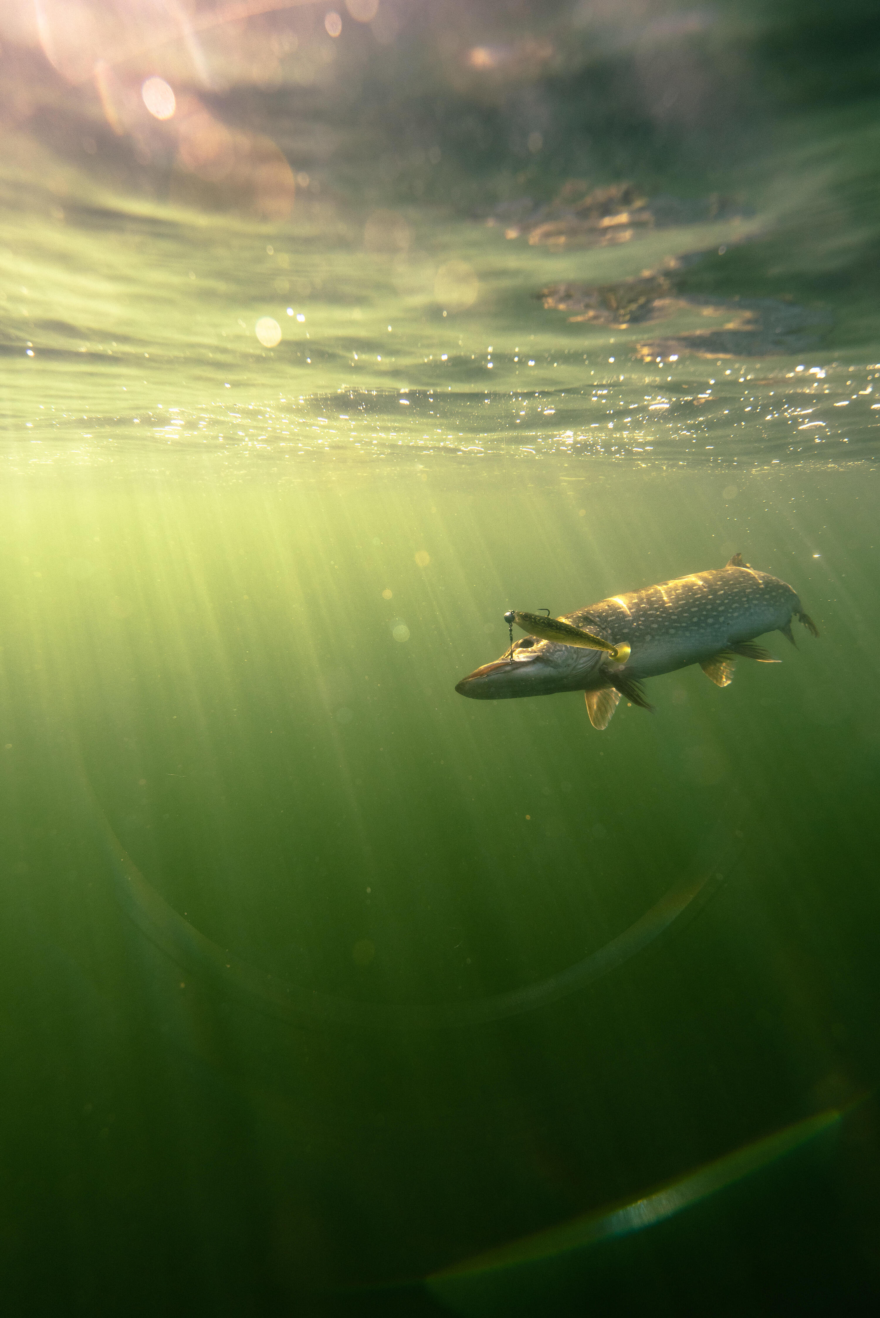 Rogen soft shad pike lure 200 pike x1 9/10