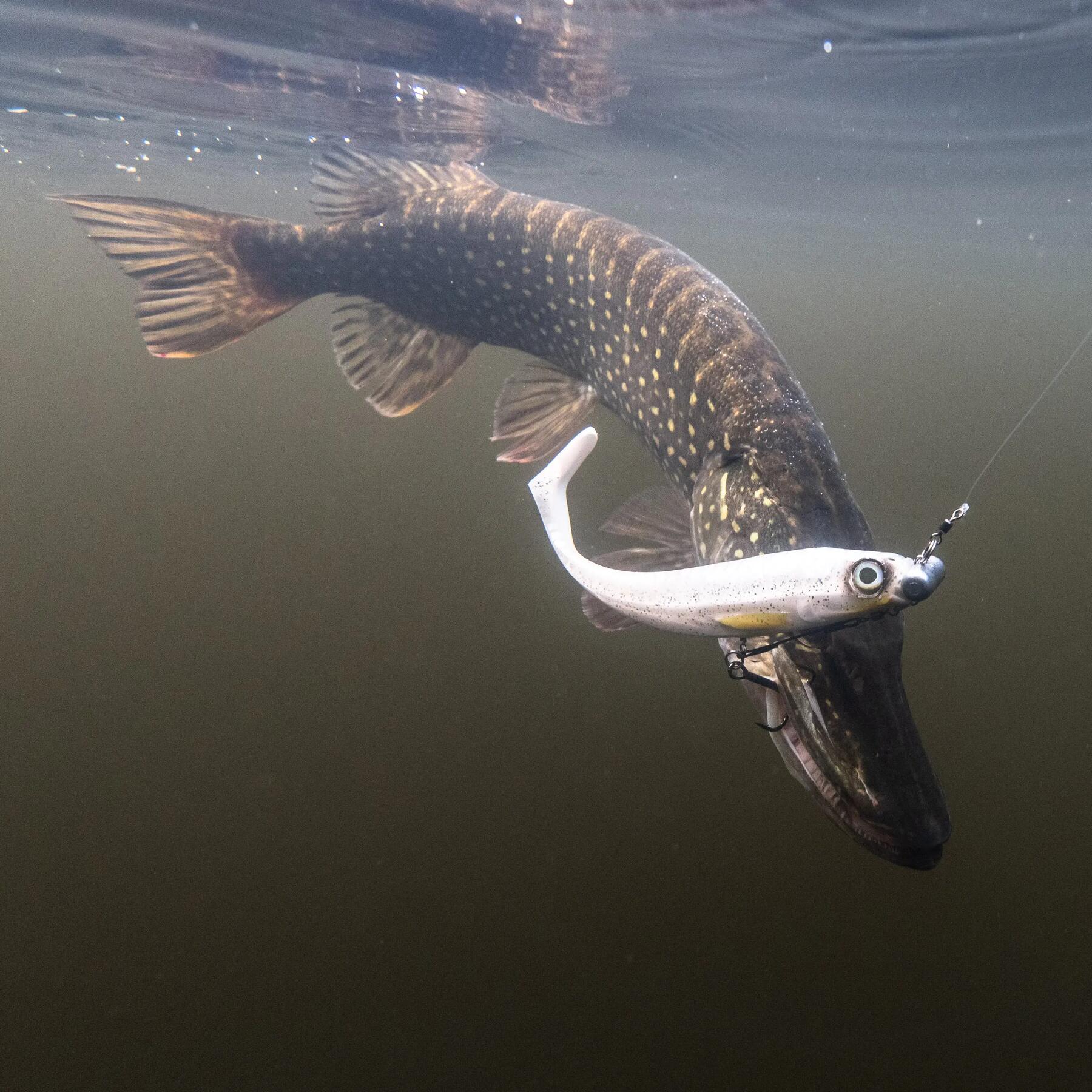 brochet