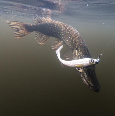 brochet brochet