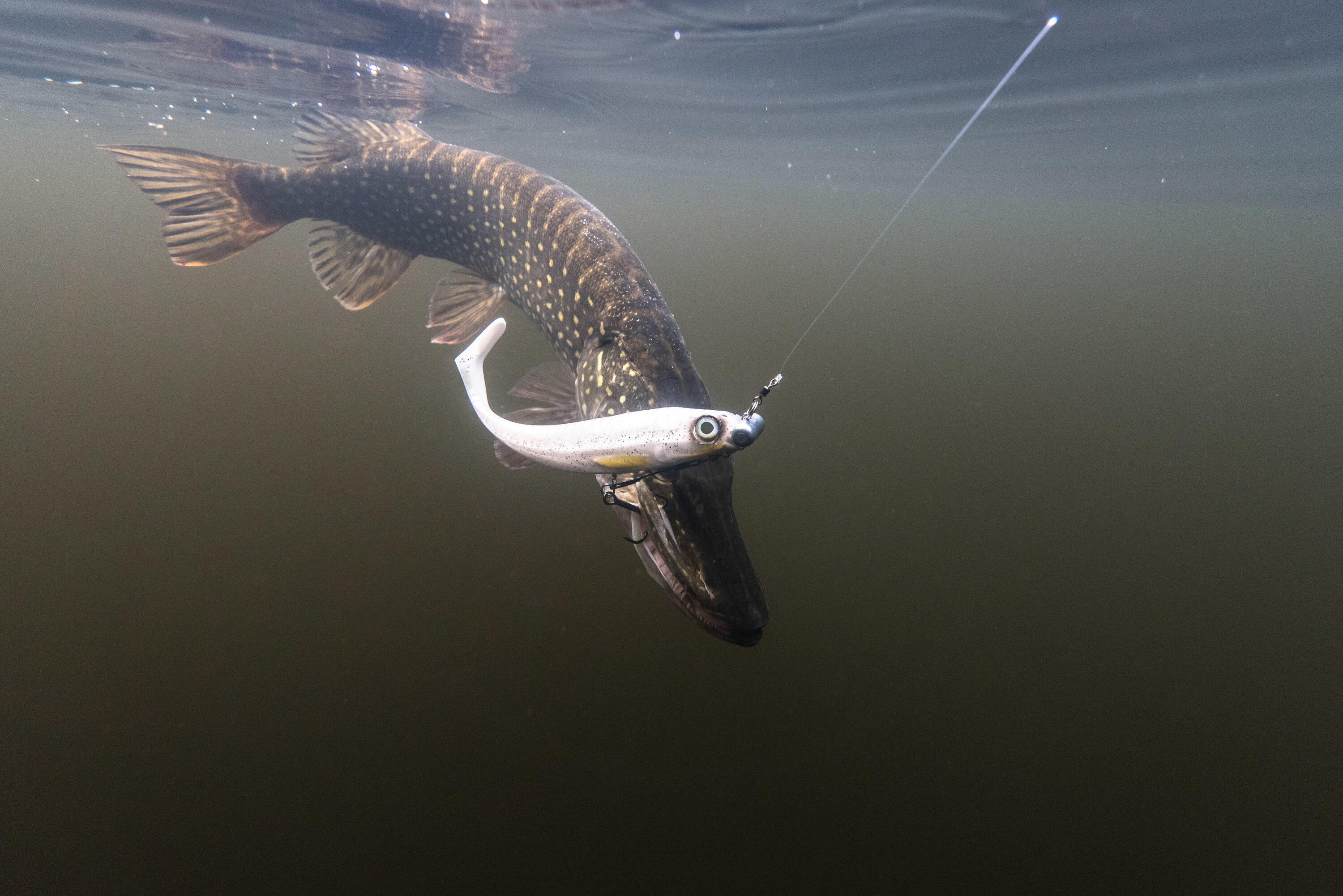 Snoek met softbait
