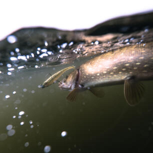 brochet brochet