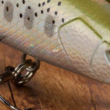 COMMENT CHOISIR SON POISSON NAGEUR