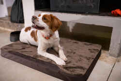 Dog Mat - Brown