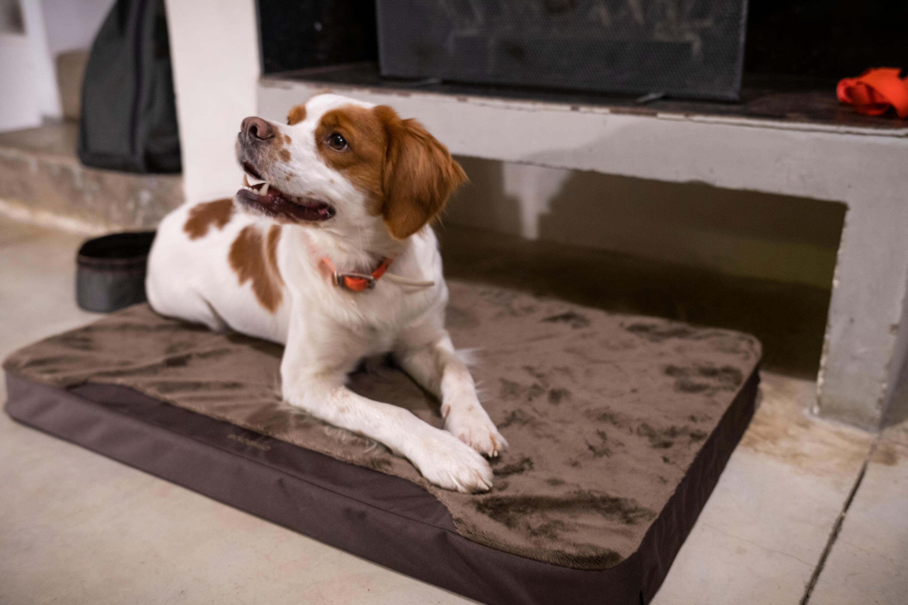 Dog Mat - Brown 4/4