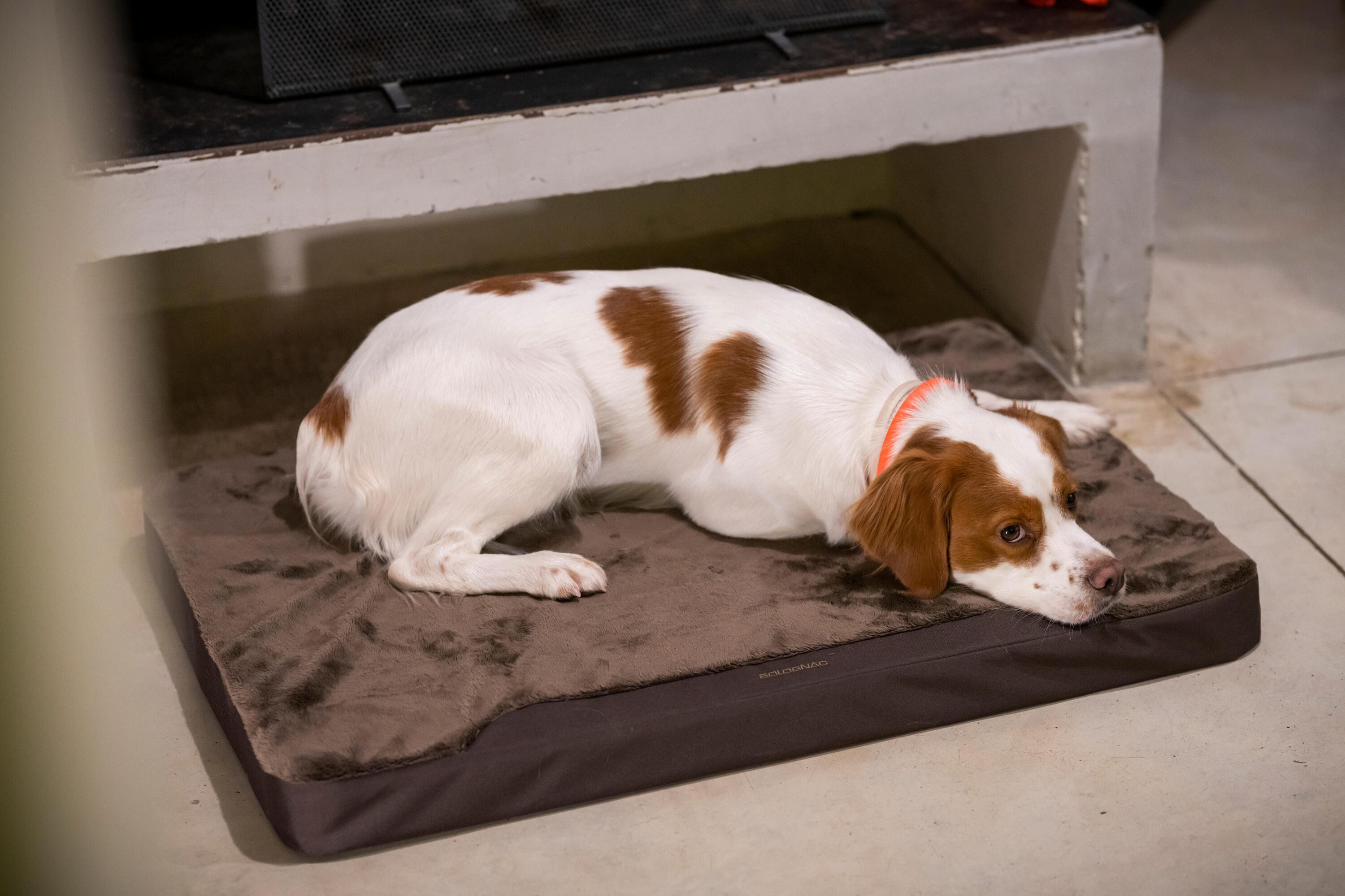 Tapis Chien épaisseur 6cm  marron 900 10/10