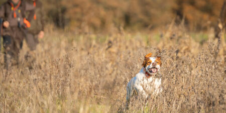 Chien de chasse