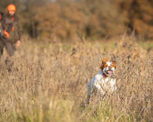 Quelle race de chien pour quel type de chasse