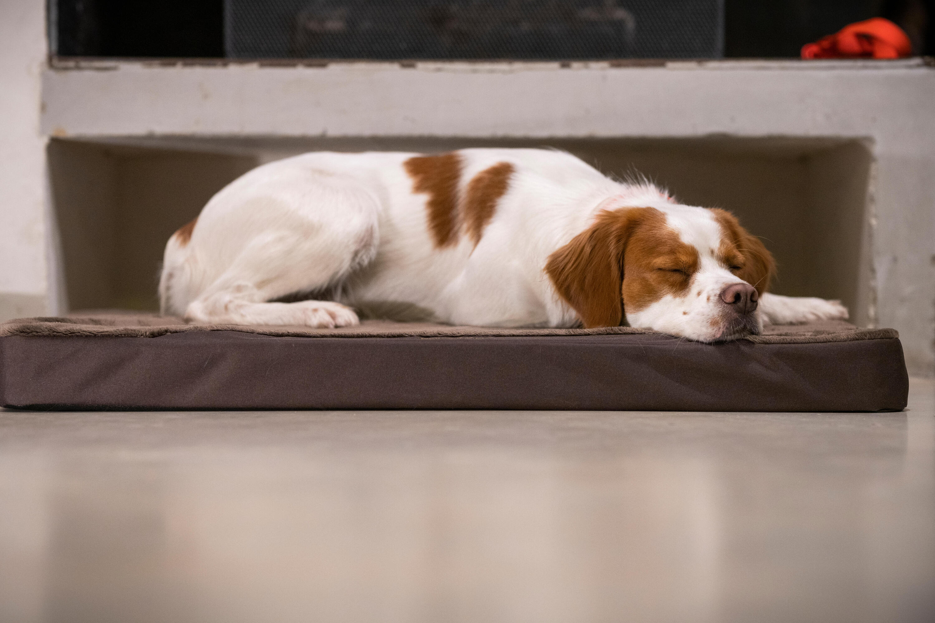 Tapis Chien épaisseur 6cm  marron 900 9/10