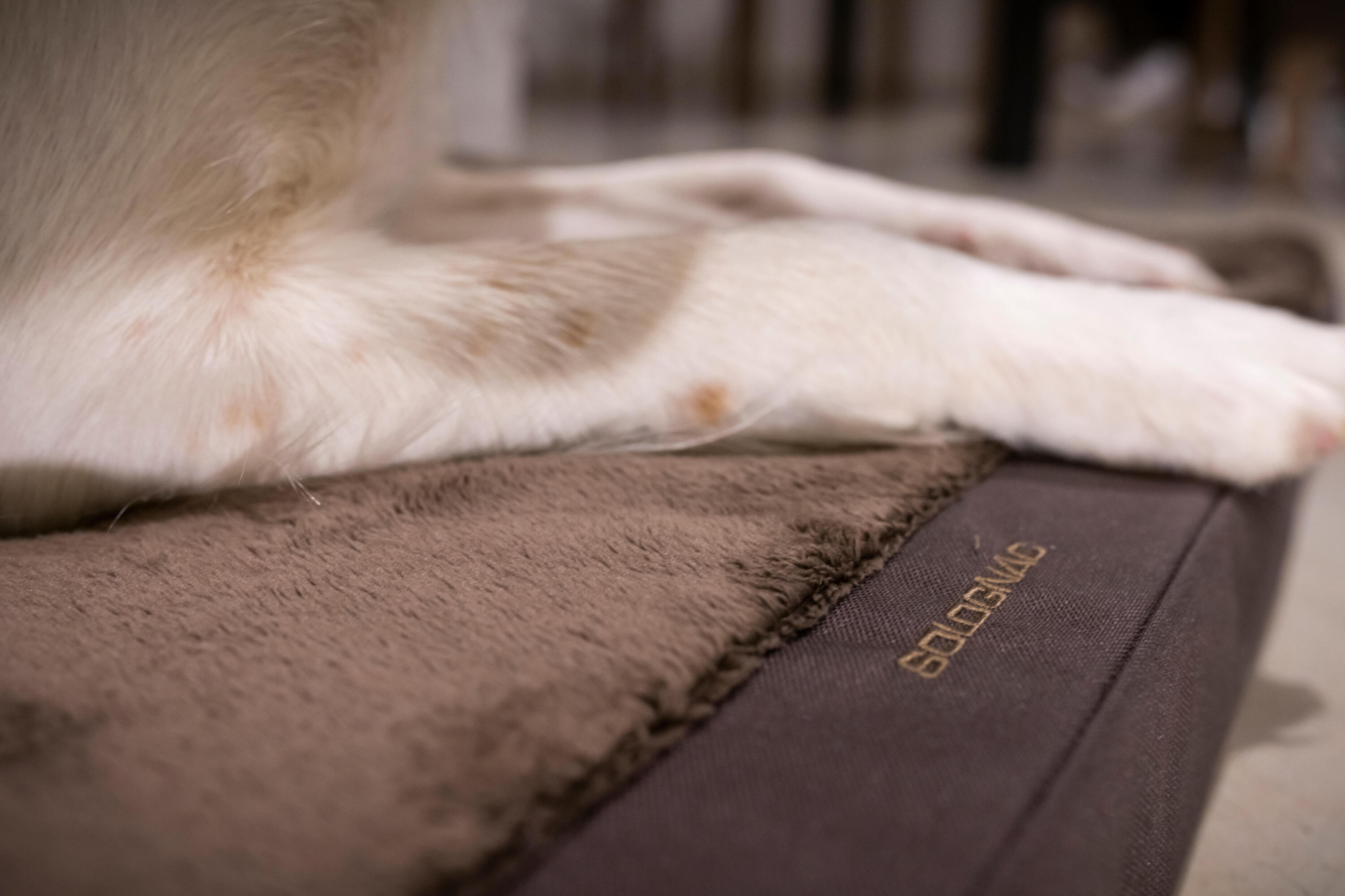 Tapis Chien épaisseur 6cm  marron 900 8/10