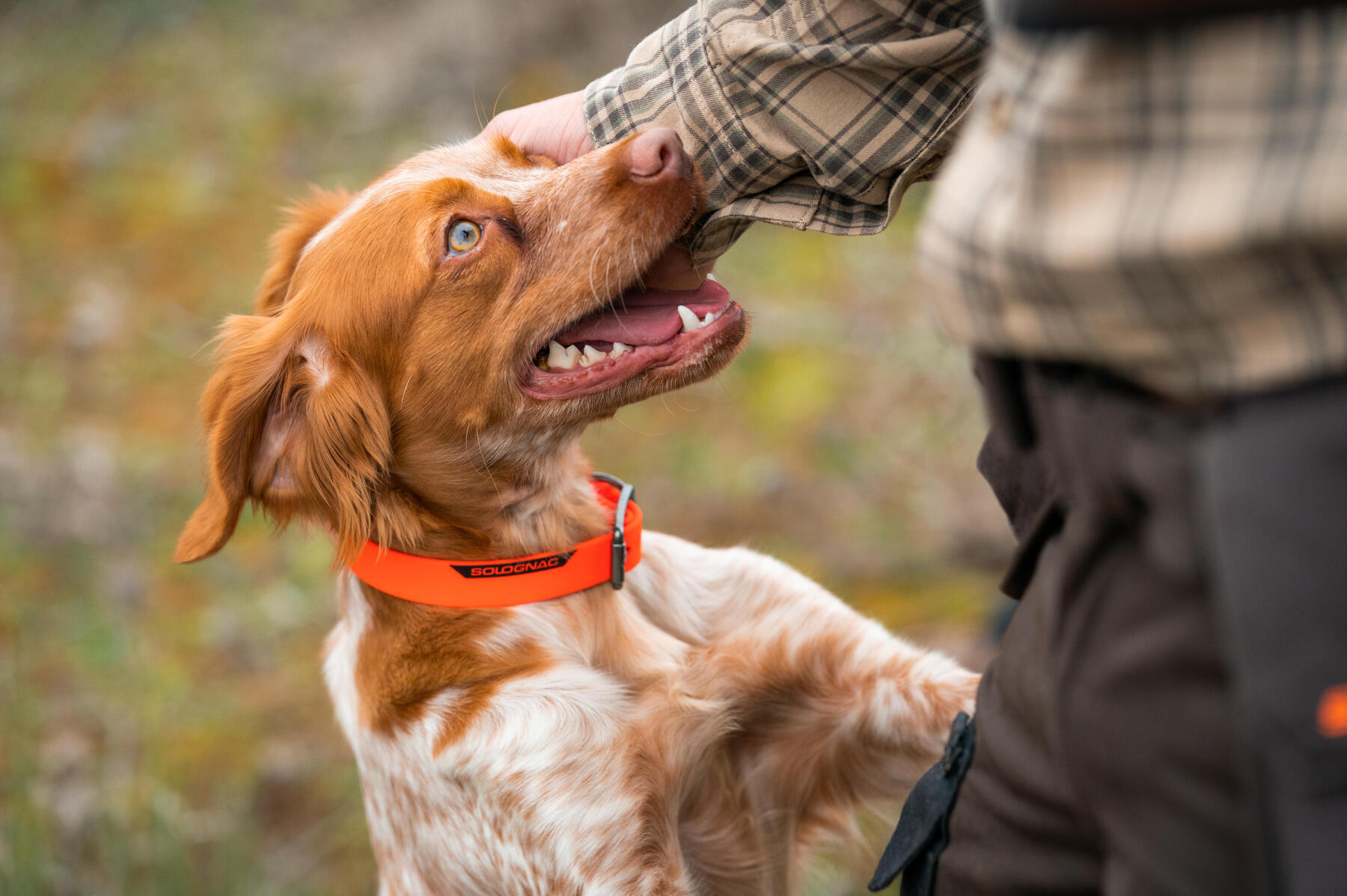 CHOOSING YOUR HUNTING DOG