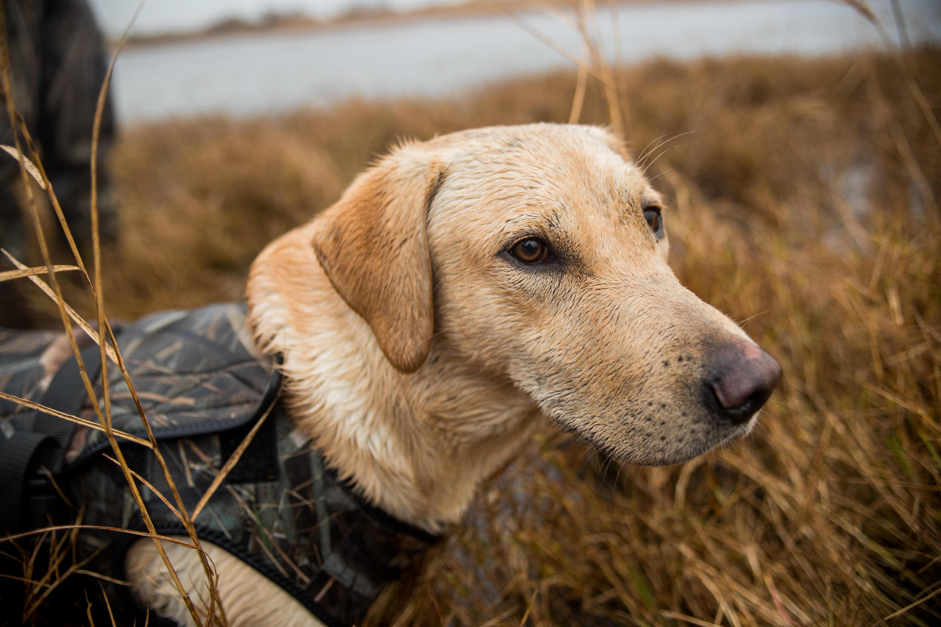 Gilet chien néoprène 900 pro camouflage marais 11/15