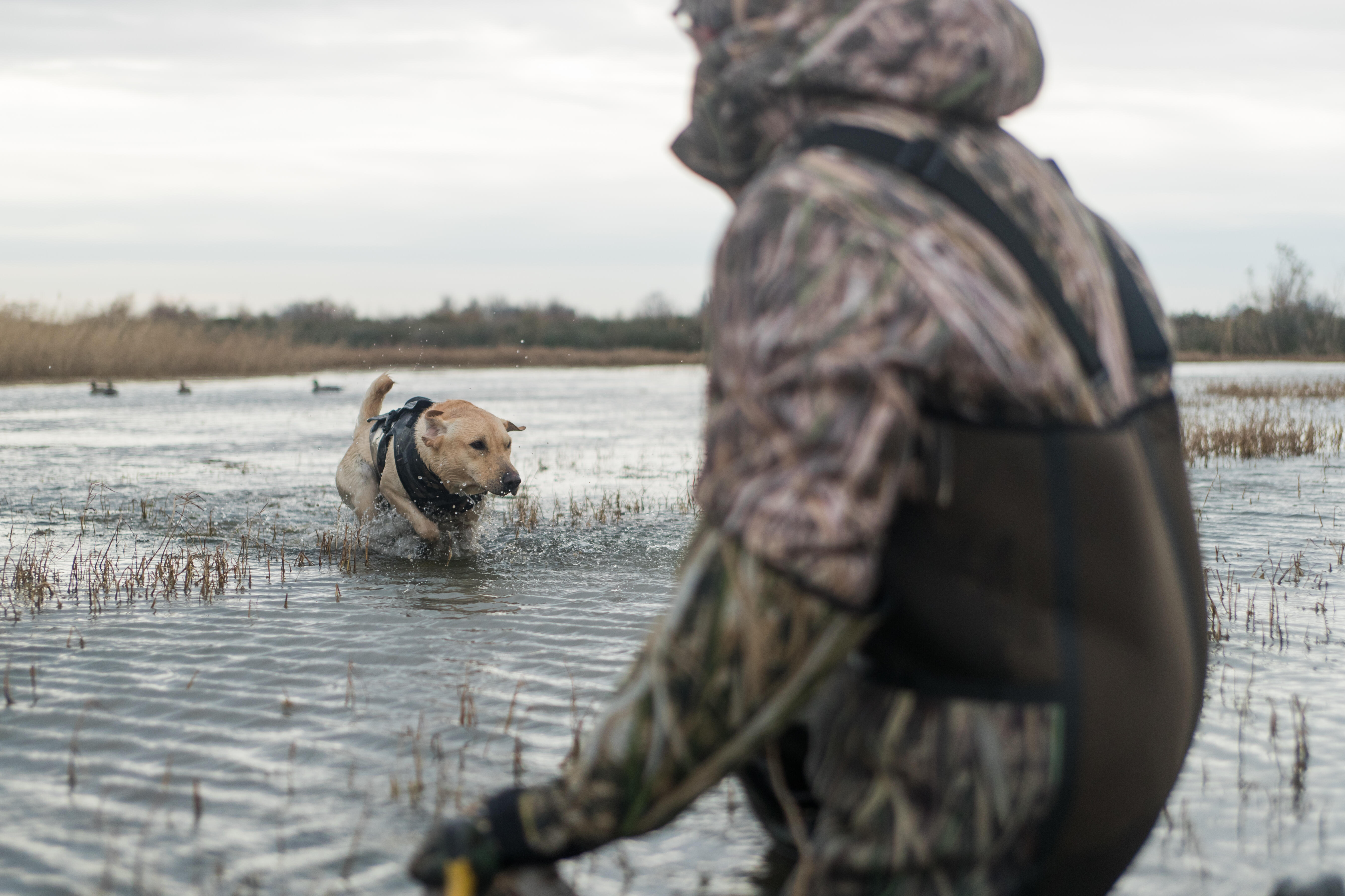 Neoprene dog vest 900 pro wetland camouflage - SOLOGNAC