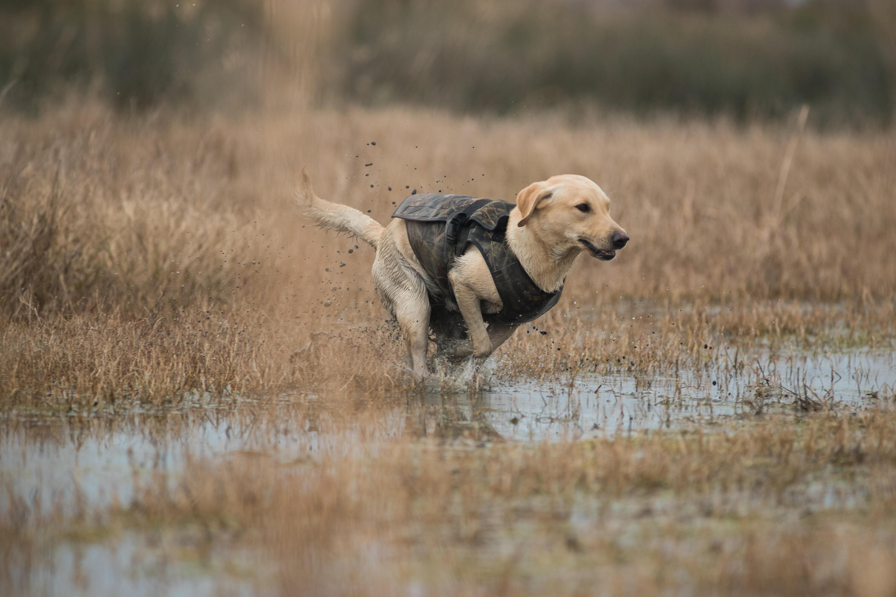 Gilet chien néoprène 900 pro camouflage marais 14/15