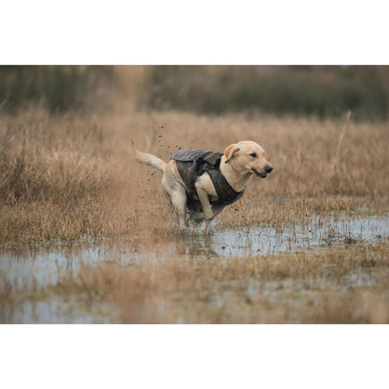 Chaleco perro Caza Solognac 900 neopreno Calido camuflaje acuático