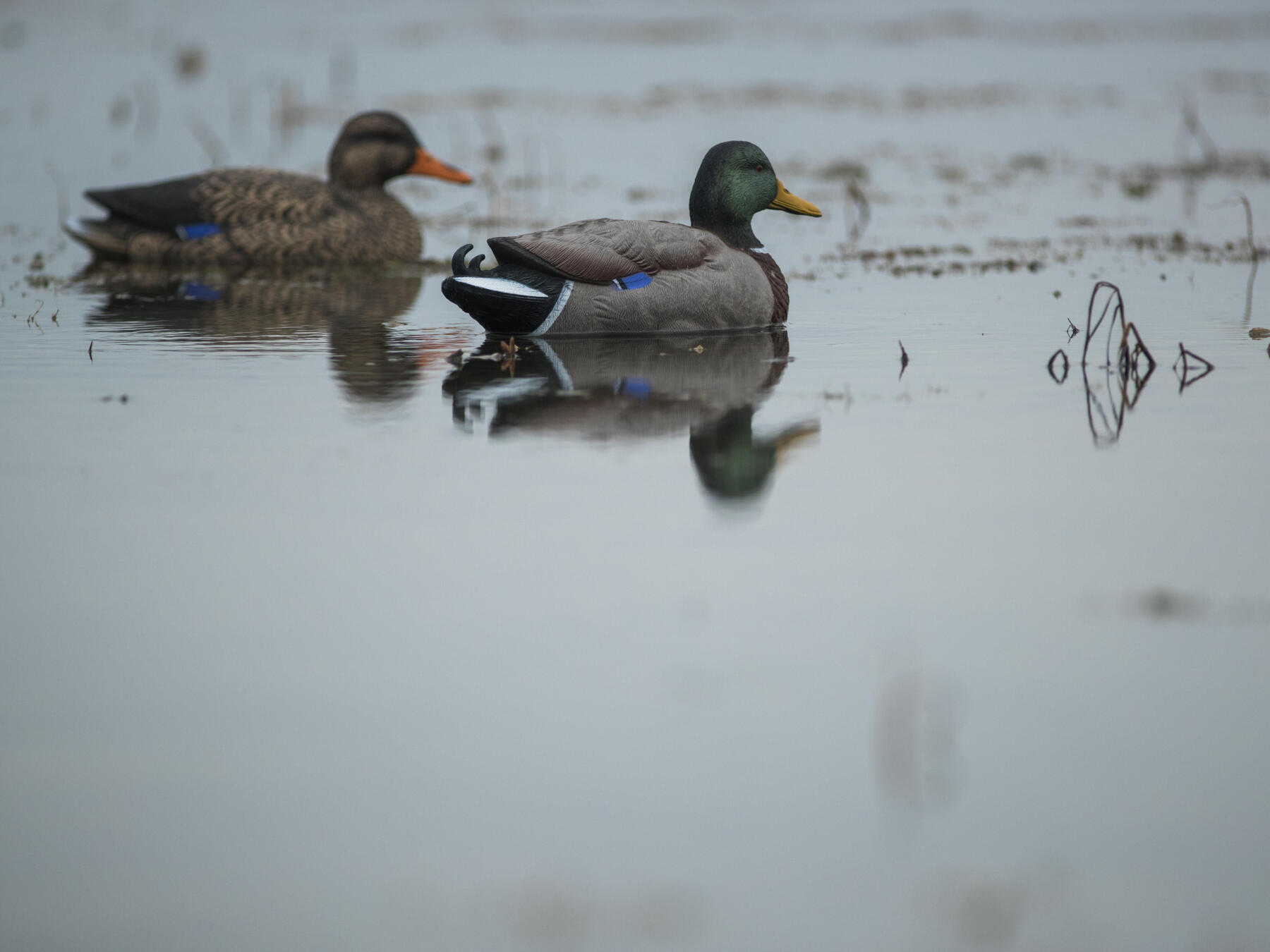 La chasse au gibier d eau de quoi parle t on exactement