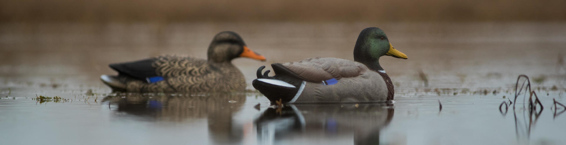 Les premières et nouvelles formes de canard Solognac Les premières et nouvelles formes de canard Solognac