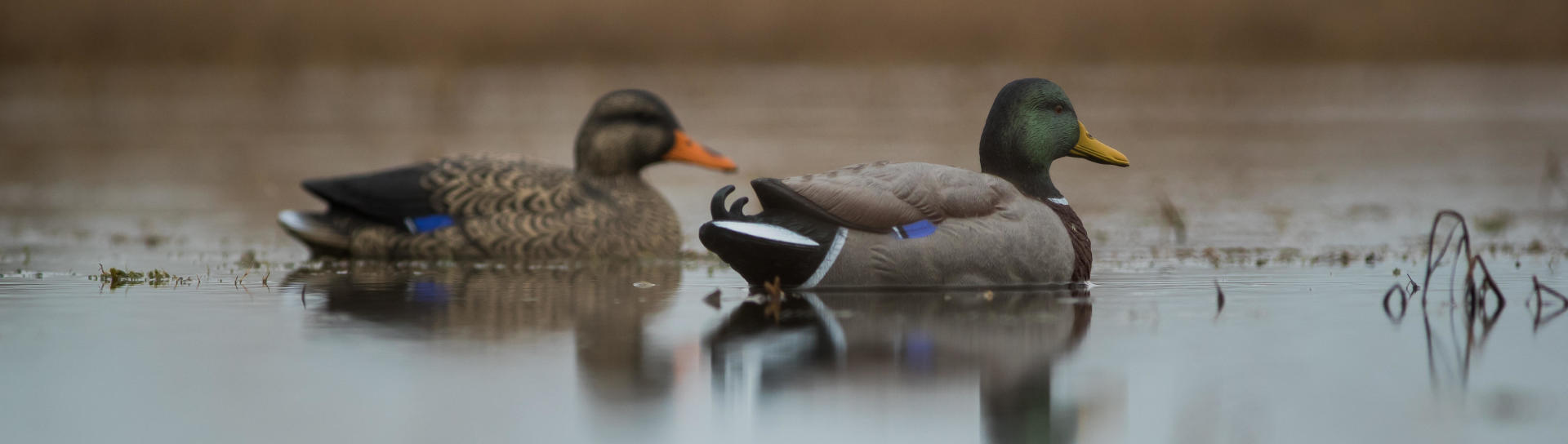 Deux appelants en plastique colvert mâle et femelle sur un plan d'eau Deux appelants en plastique colvert mâle et femelle sur un plan d'eau