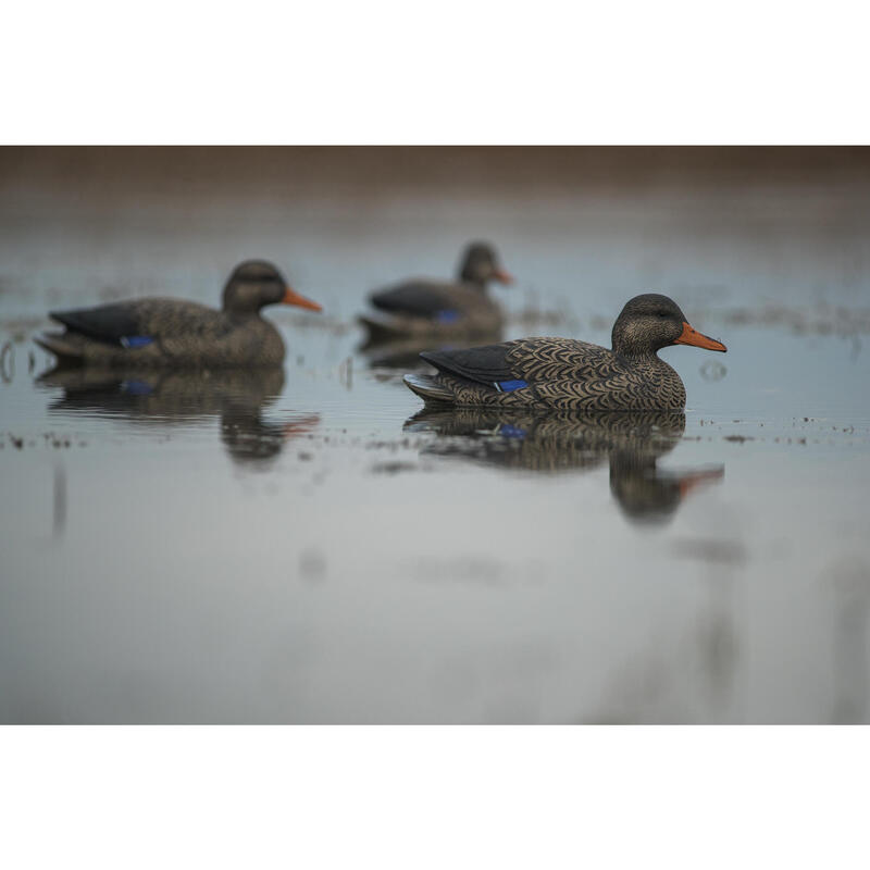 APPELANT COLVERT FEMELLE 100