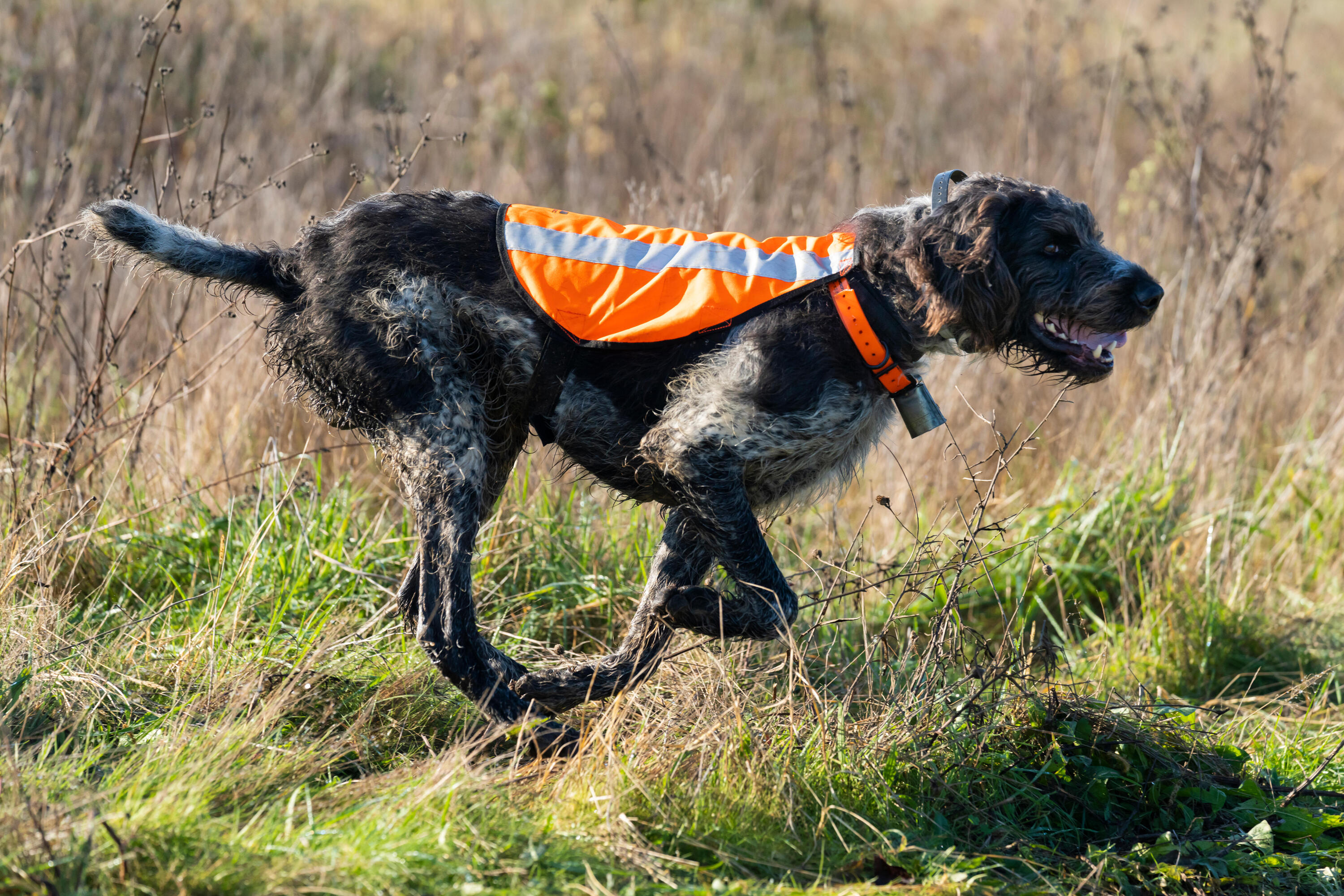 Gilet de chasse pour chien - 100 orange 15/15