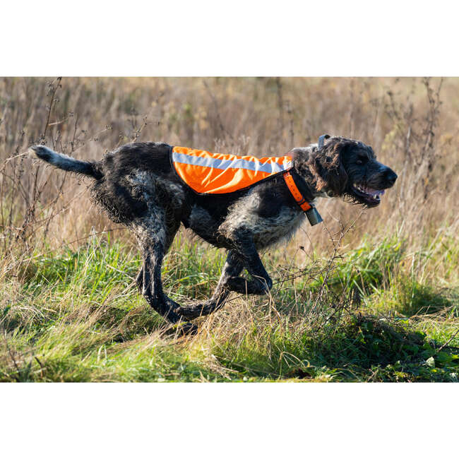 SOLOGNAC OUTDOG HUNTING DOG COAT HIGH VISIBILITY Decathlon