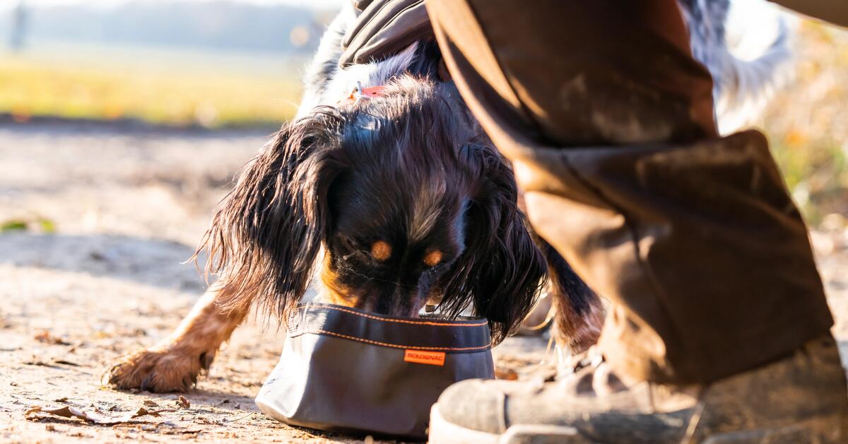 Réussir le changement de croquettes de son chien