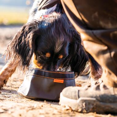 Come scegliere l'alimentazione del cane da caccia