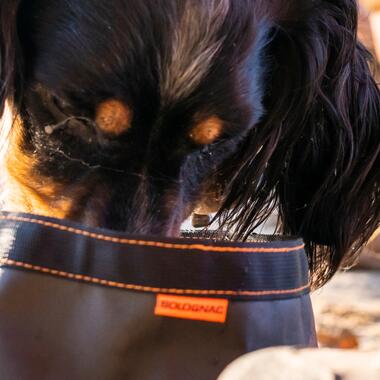 De porties hondenbrokken afstemmen op jouw hond