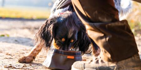 Alimentation du chien 