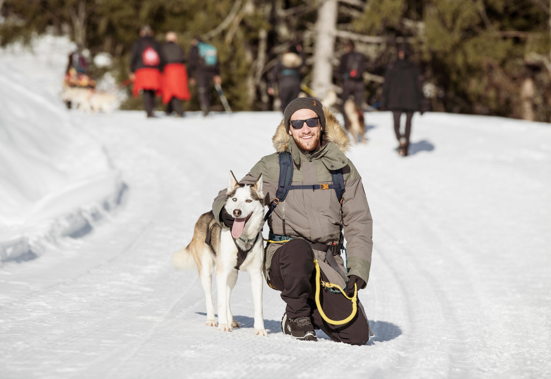 Dog with snowshoes online