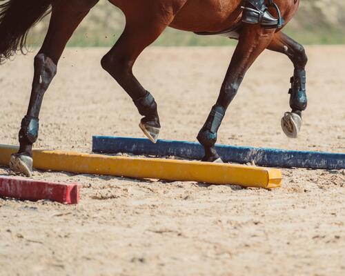 Cheval faisant un exercice de barres au sol