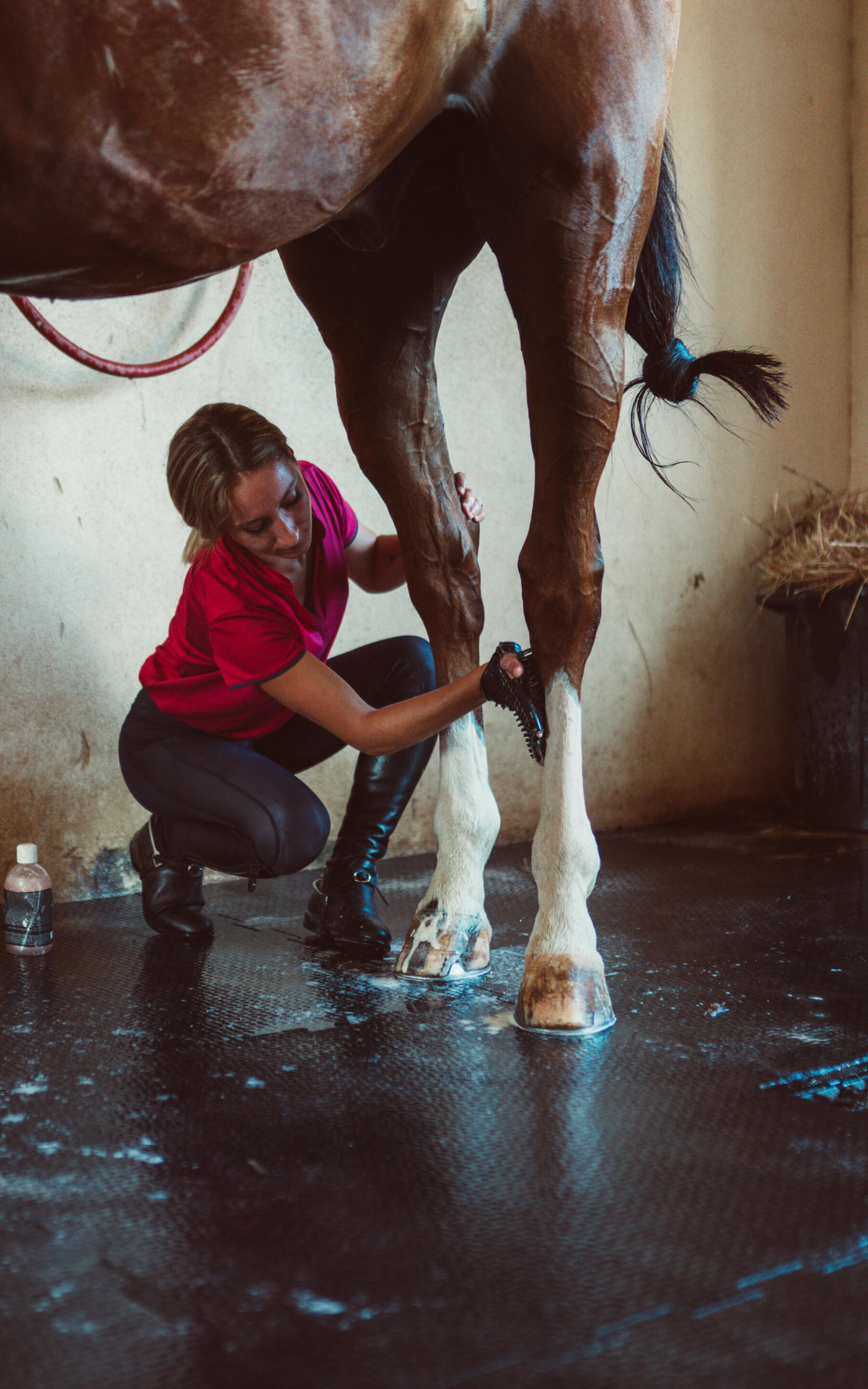 Une cavalière prend soin des membres de son cheval en appliquant du gel rafraichissant sur les deux anterieurs