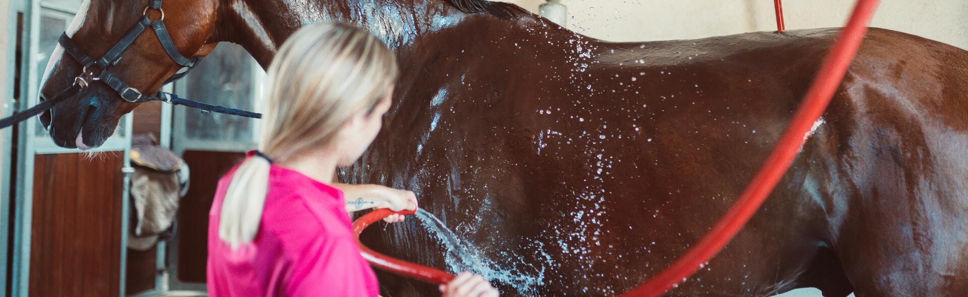 cavalière qui  lave son cheval 