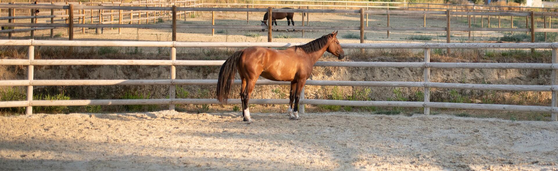 Canicule : rafraîchir son cheval quand il fait chaud